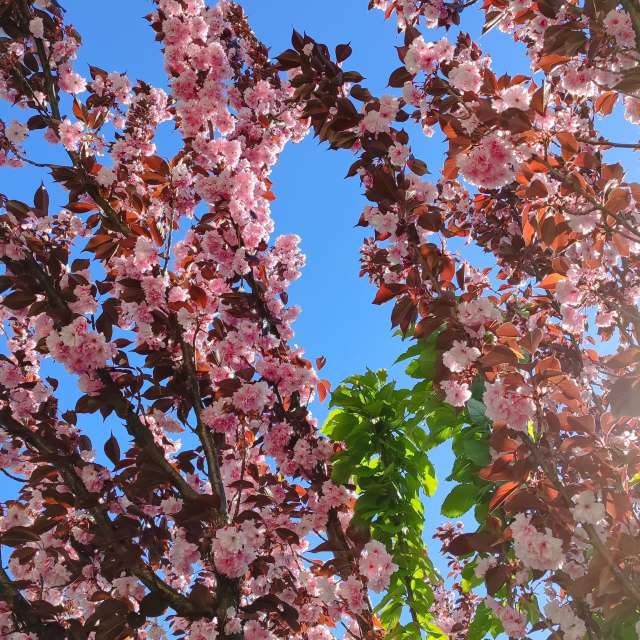 Tree. Weather forecasts with beautiful photos by Romek58 Photos in Wieluń