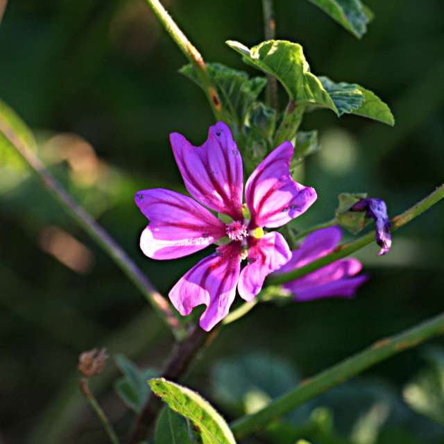Standing. Weather forecasts with beautiful photos by tony5636 Photos in Calvisson