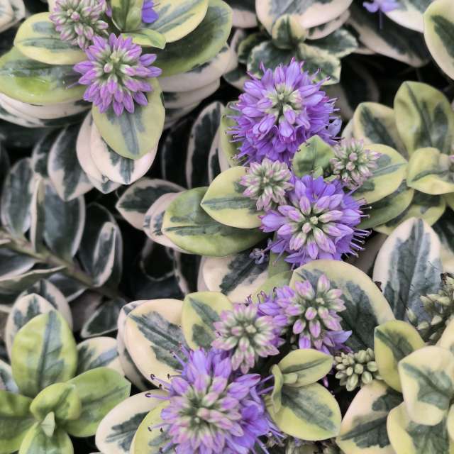 Fotos del Mar. Pronósticos del tiempo con hermosas fotos de YanBog en Strada Bozieni 6