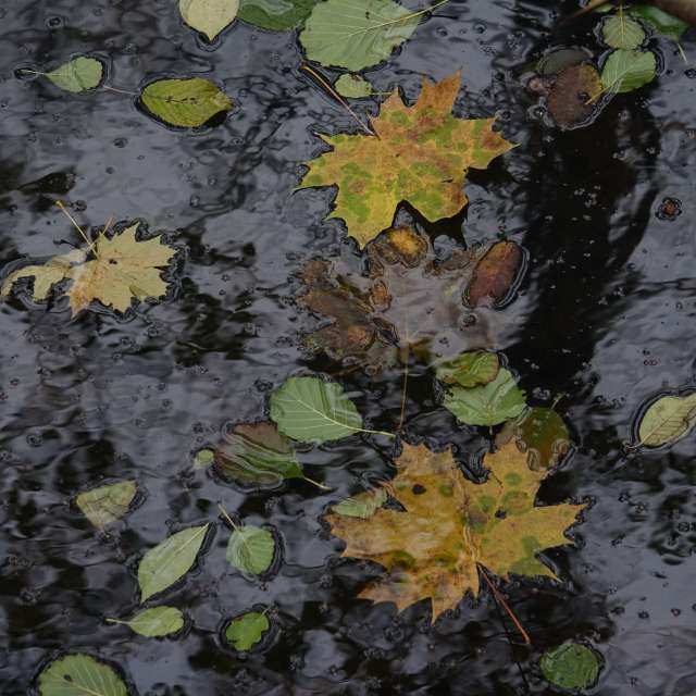 Fotos Riacho. Previsões do tempo com lindas fotos de Vasek325 em Praha 4