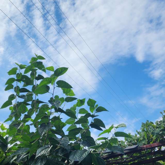 Vagcaの美しい写真による天気予報