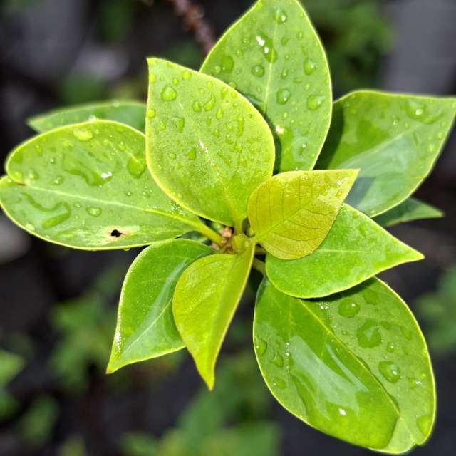 Photos Brun. Prévisions météo avec de superbes photos de Wen-ya Huang de Kaohsiung