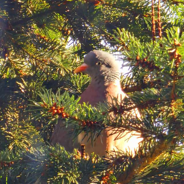 Fotos Palma. Previsões do tempo com lindas fotos de Seni em Velbert