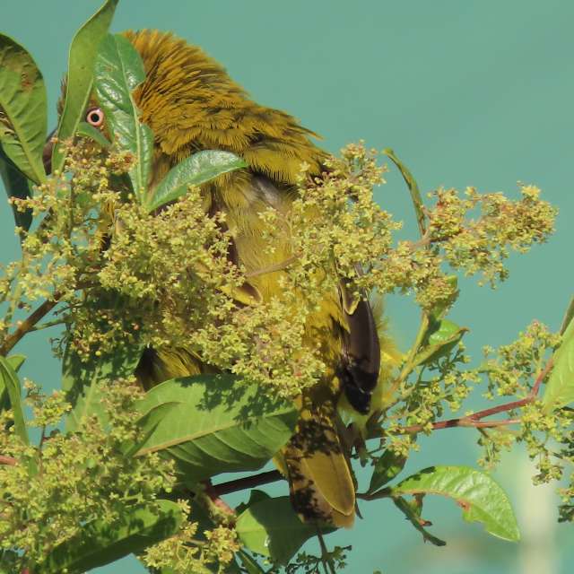 天气预报，带Step_Gently精美的照片