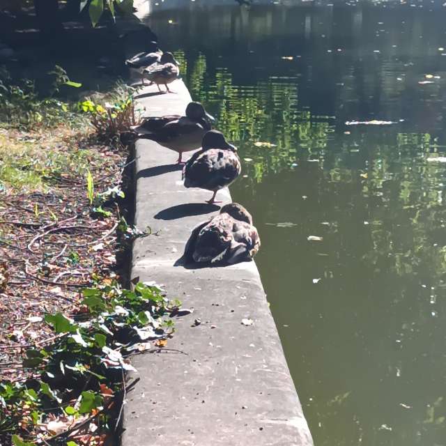 Fotos del Lado. Pronósticos del tiempo con hermosas fotos de YanBog en București