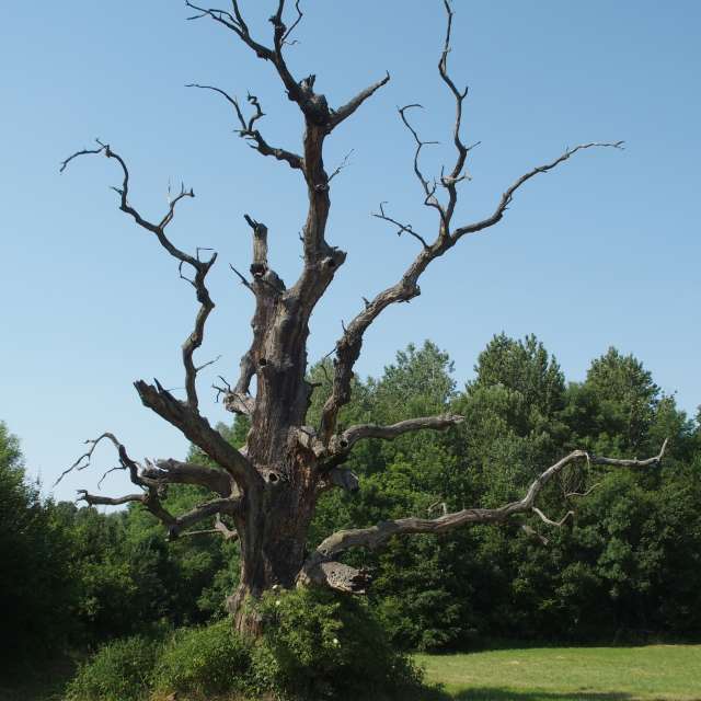 George Popoの美しい写真による天気予報