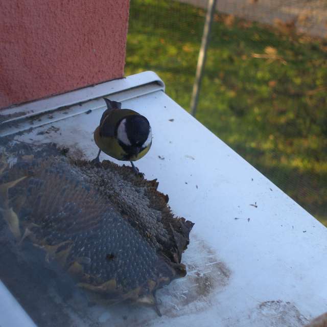 天气预报，带ivan-ko精美的照片