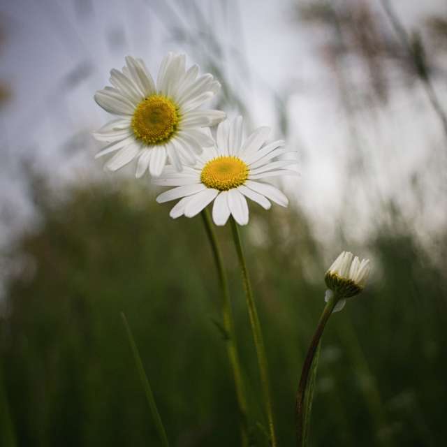 天气预报，带Axys精美的照片