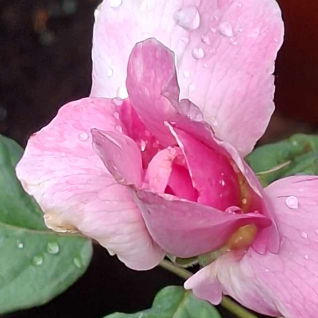 Rain. Weather forecasts with beautiful photos by Wen-ya Huang Photos in Kaohsiung City