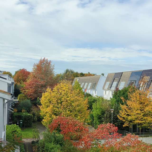 Sheep. Weather forecasts with beautiful photos by Tercis Photos in Ettlingen