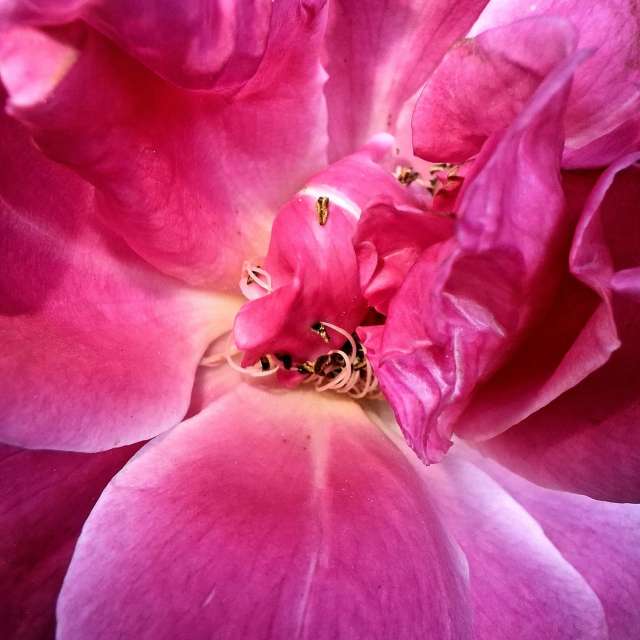 Beet. Wettervorhersagen mit schönen Fotos von Wen-ya Huang Fotos Kaohsiung