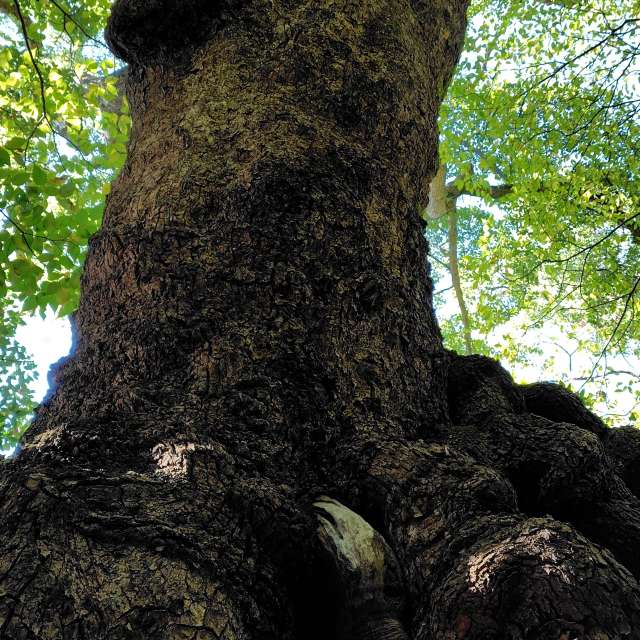 Large. Weather forecasts with beautiful photos by umemui Photos in Atami