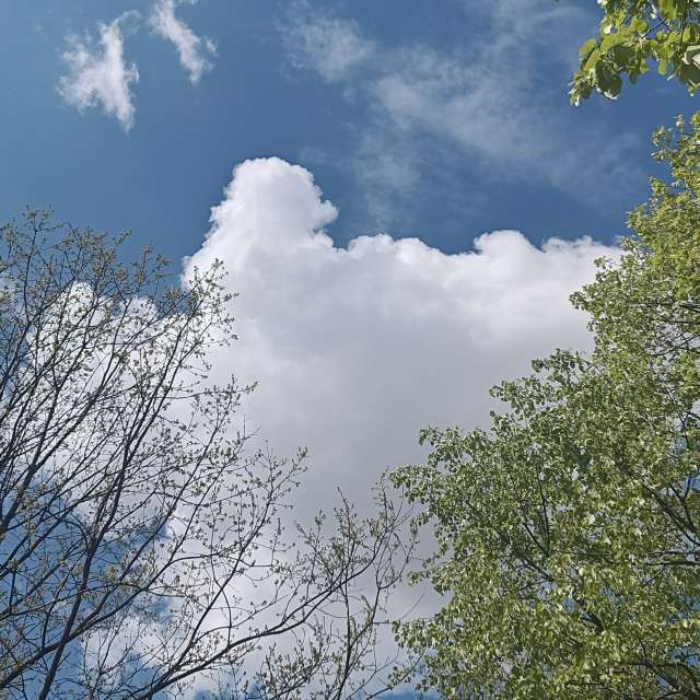 Fotos del Bosque. Pronósticos del tiempo con hermosas fotos de YanBog en Bucharest