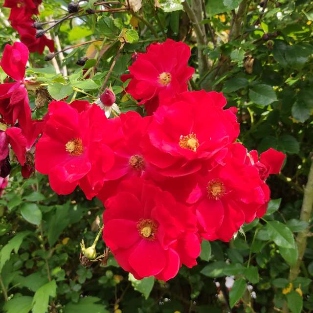 Vase. Wettervorhersagen mit schönen Fotos von Kripo Fotos Niederösterreich