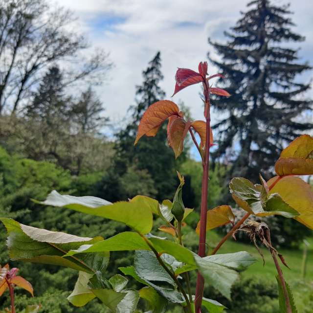 Tree. Weather forecasts with beautiful photos by Zorrra Photos in Kladow