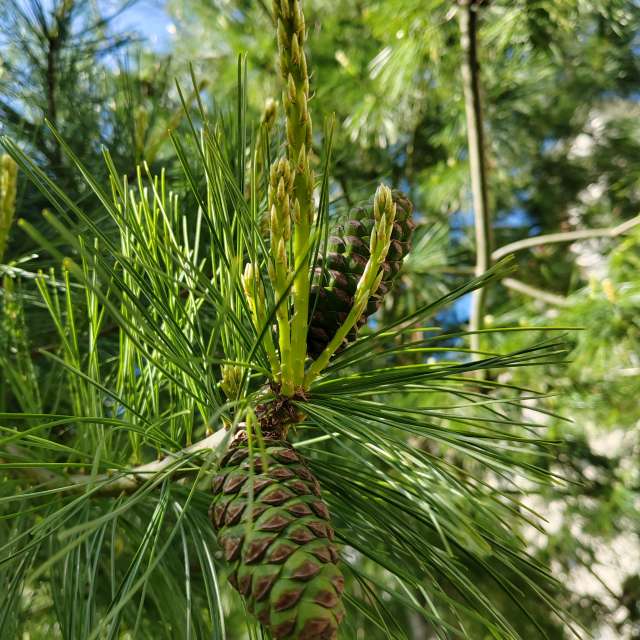 Photos Palmier. Prévisions météo avec de superbes photos de Albert_Smelovtsev de Roza Khutor