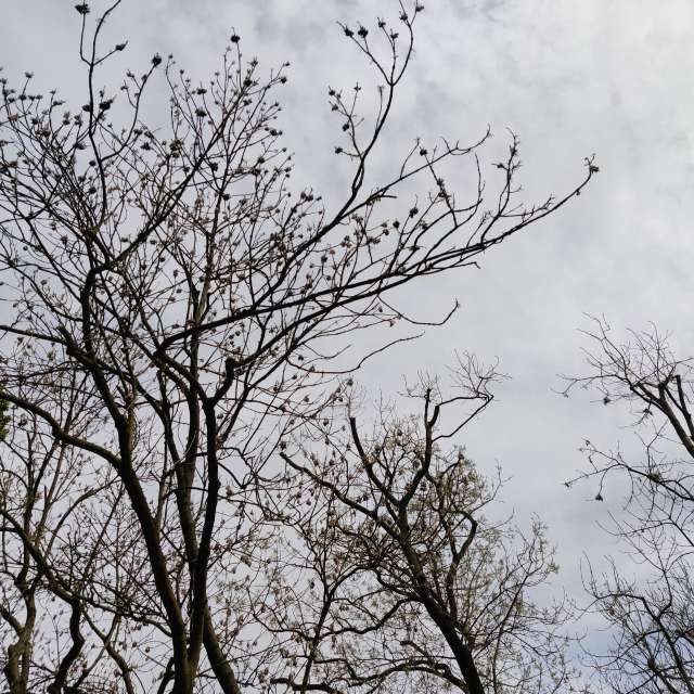 Fotos Abordado. Previsões do tempo com lindas fotos de Zorrra em Kladow