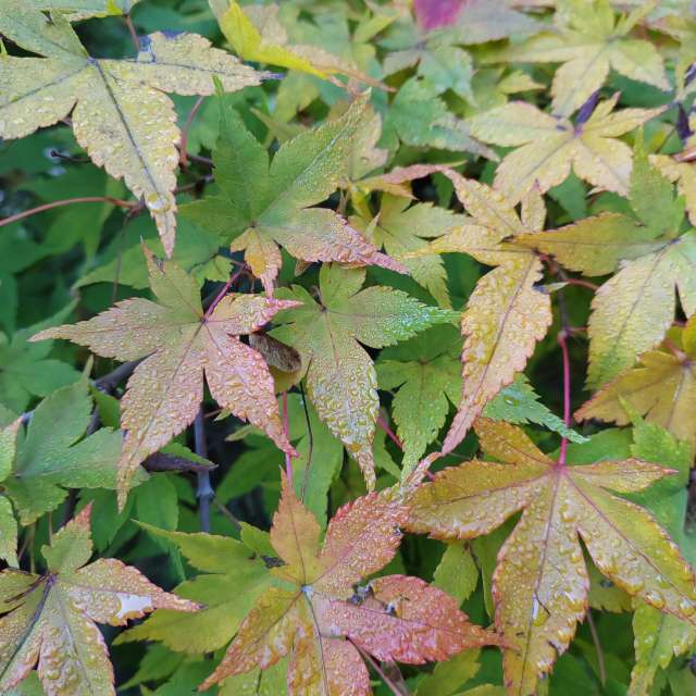 Maple. Weather forecasts with beautiful photos by Albert_Smelovtsev Photos in Roza Khutor