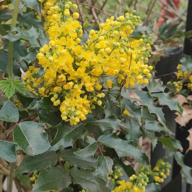 Ania-12の美しい写真による天気予報