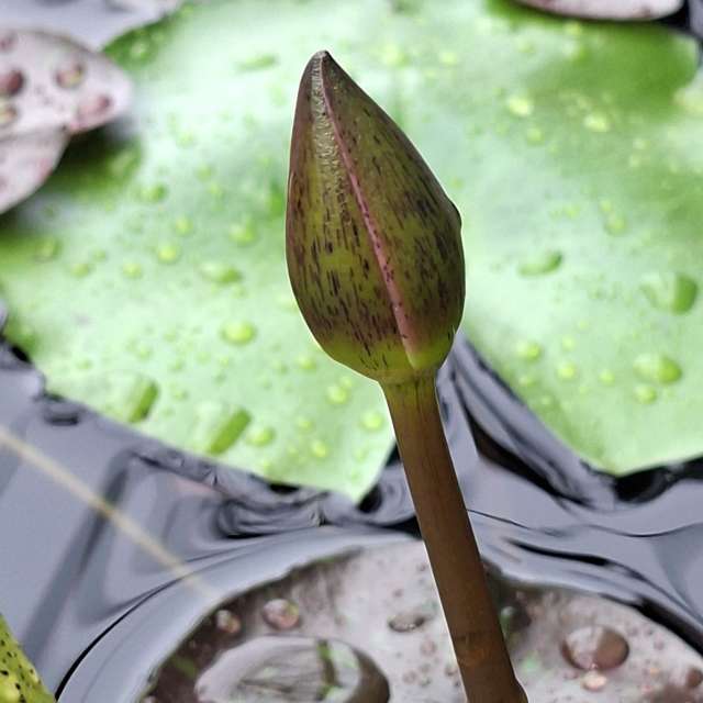 Pizza. Weather forecasts with beautiful photos by Wen-ya Huang Photos in Kaohsiung City