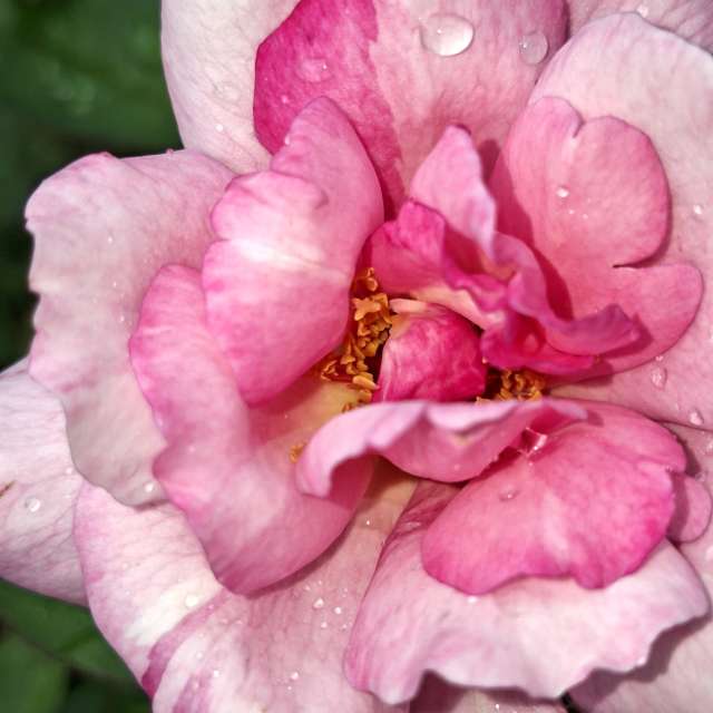 Fotos Urso. Previsões do tempo com lindas fotos de Wen-ya Huang em Kaohsiung City