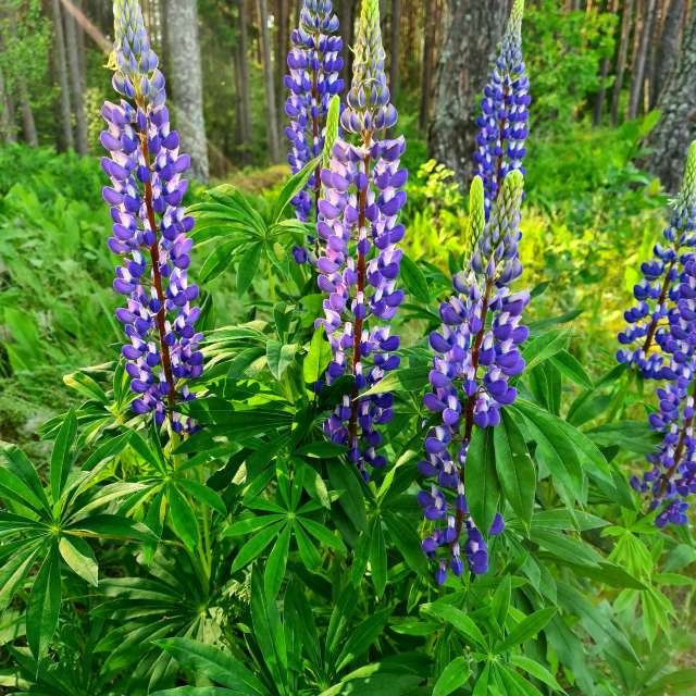 天气预报，带HelenR精美的照片