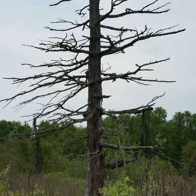 AnnaHakesの美しい写真による天気予報