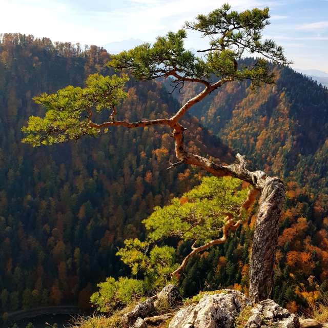 Sheep. Weather forecasts with beautiful photos by KAMP Photos in World