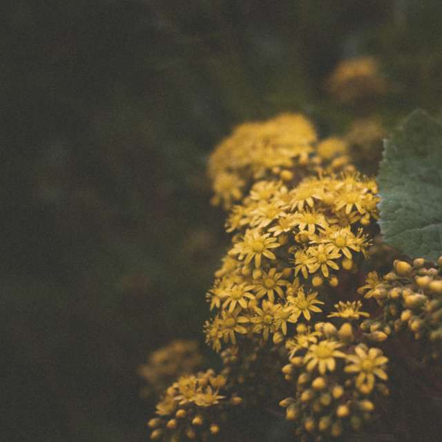 Leafs. Weather forecasts with beautiful photos by Estefania Gonzalez Espitia Photos in World