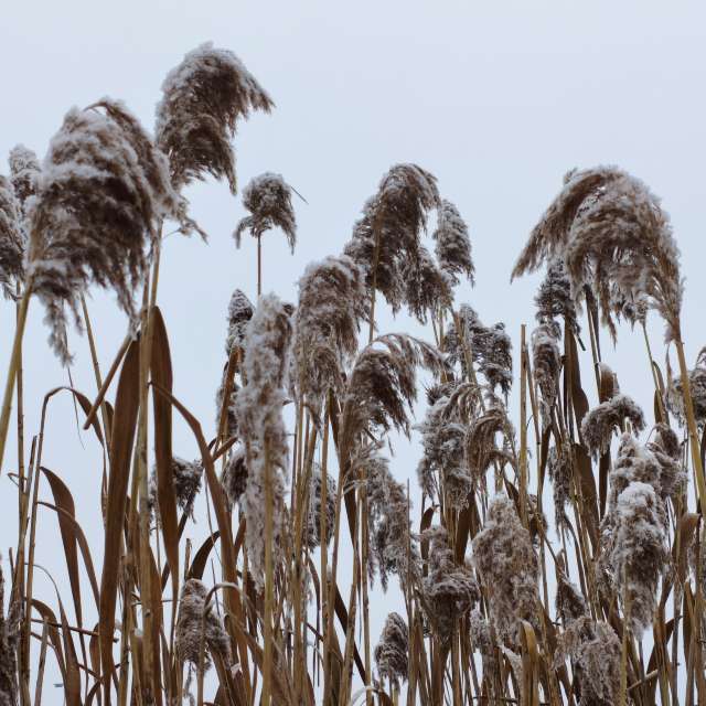 duck102の美しい写真による天気予報