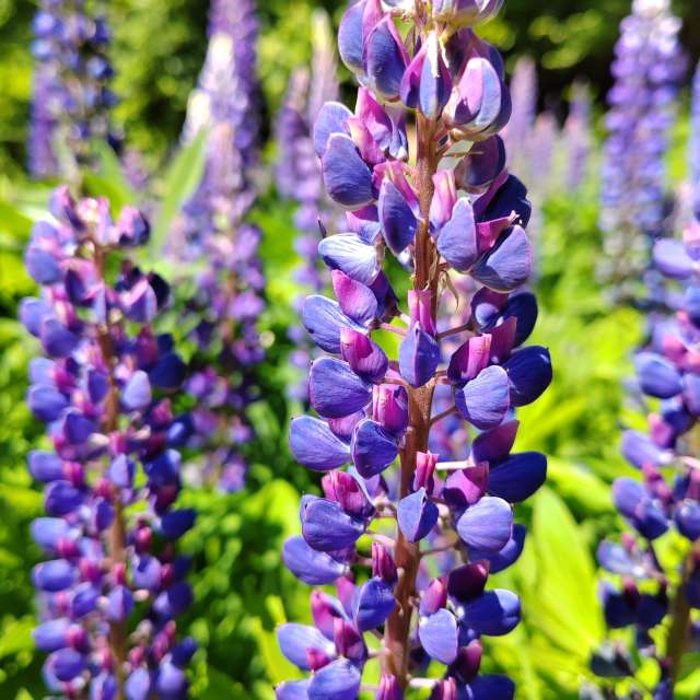 Many. Weather forecasts with beautiful photos by Albert_Smelovtsev Photos in Roza Khutor