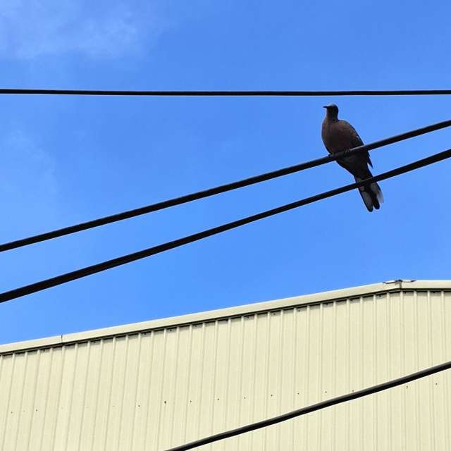 Wire. Weather forecasts with beautiful photos by Wen-ya Huang Photos in Kaohsiung City