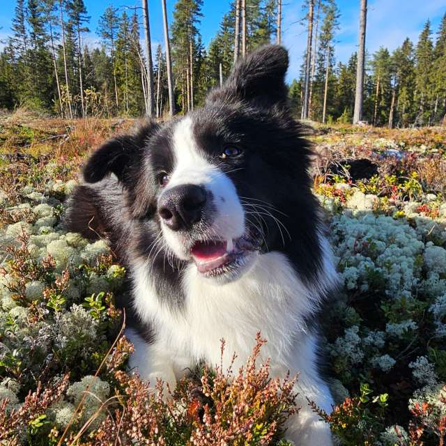 Previsões do tempo com lindas fotos de Piia