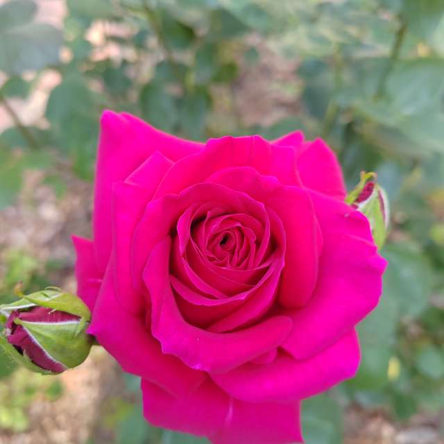 Garten. Wettervorhersagen mit schönen Fotos von Albert_Smelovtsev Fotos Roza Khutor
