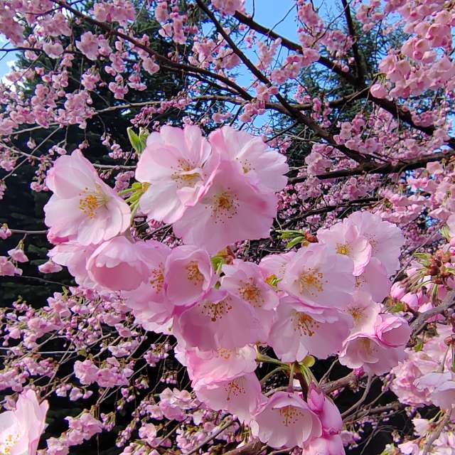 Flower. Weather forecasts with beautiful photos by Albert_Smelovtsev Photos in Roza Khutor