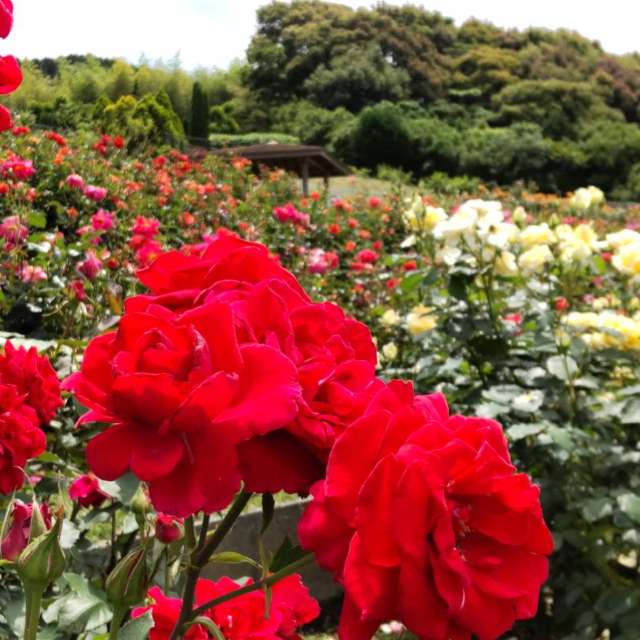 umemuiの美しい写真による天気予報