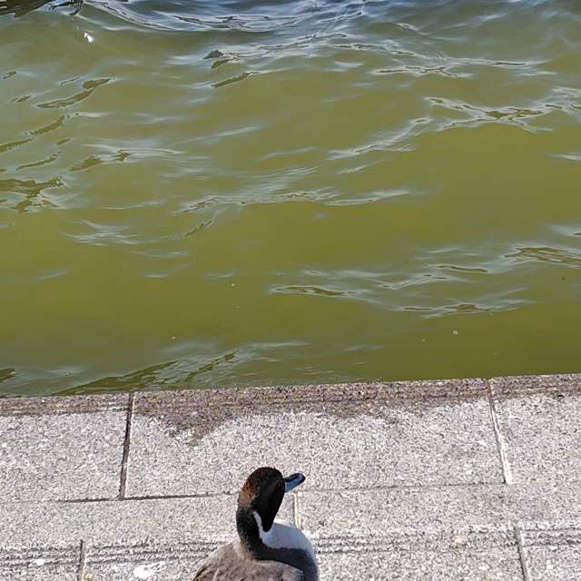 umemuiの美しい写真による天気予報