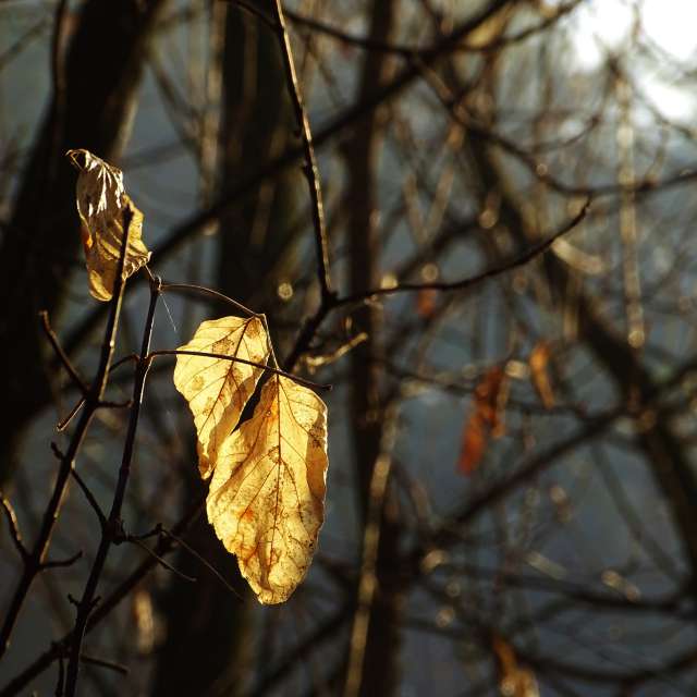 Bird. Weather forecasts with beautiful photos by Михаил Гавриков Photos in Kharkiv