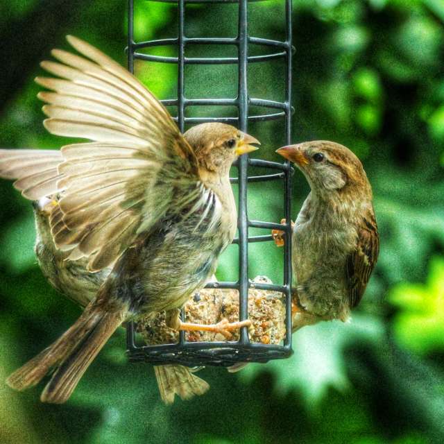 Cat. Weather forecasts with beautiful photos by Lotti5507 Photos in Stockum