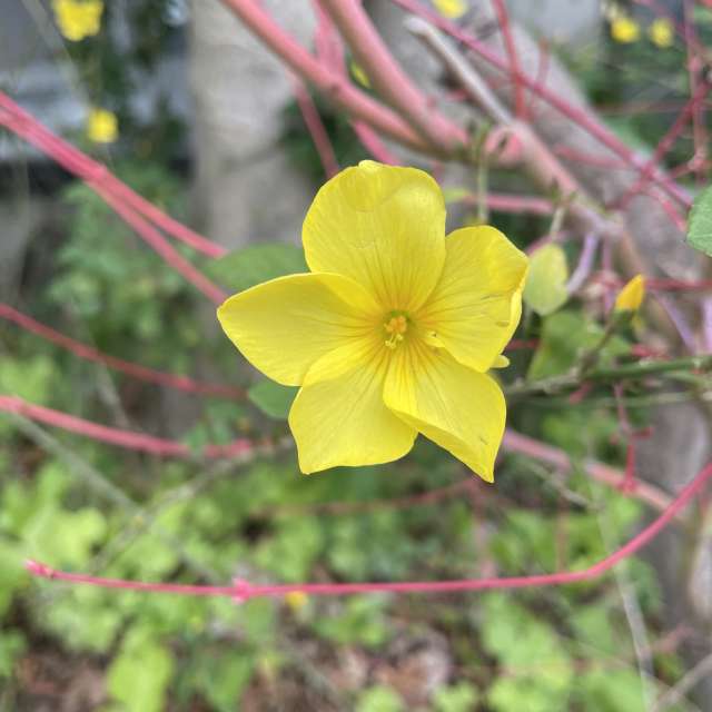 Fotos Arame. Previsões do tempo com lindas fotos de あさのジジ em Okayama