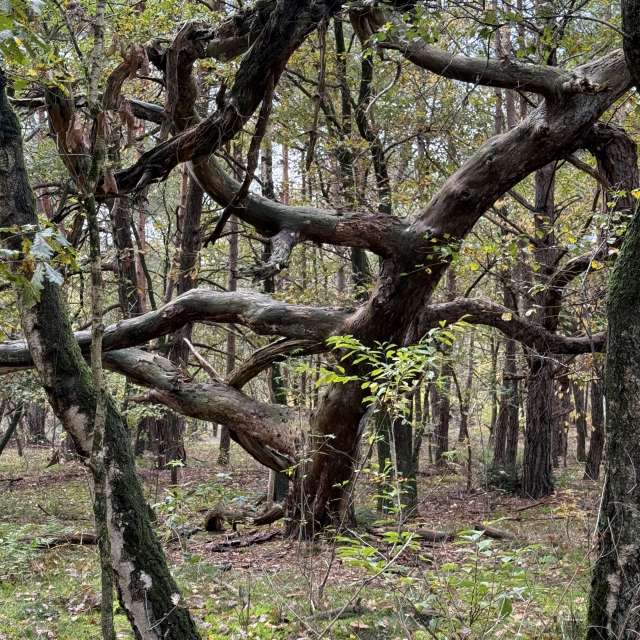 Weather forecasts with beautiful photos by Oksy