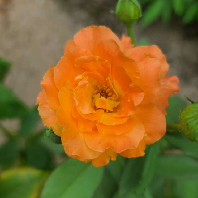 Orange. Weather forecasts with beautiful photos by あさのジジ Photos in Okayama