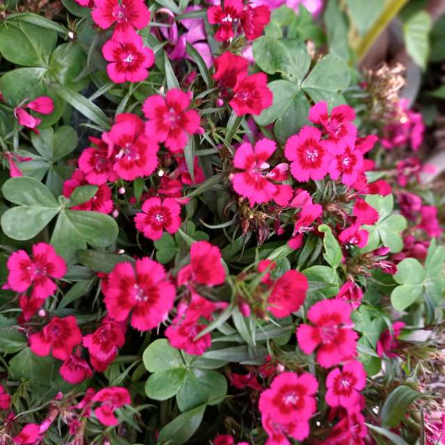 Fotos Muitos. Previsões do tempo com lindas fotos de あさのジジ em Okayama