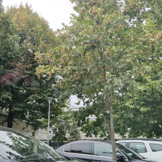 Fotos del Lado. Pronósticos del tiempo con hermosas fotos de snak392 en București