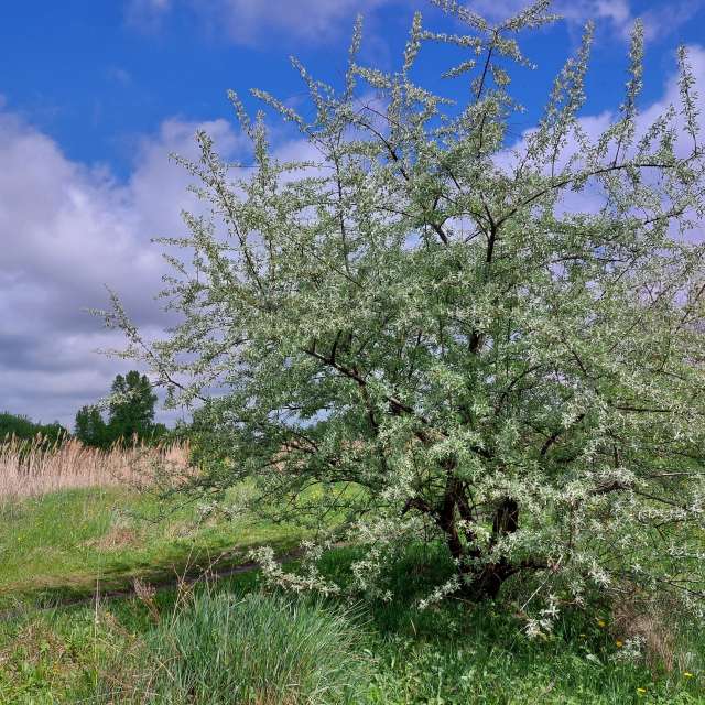 Oriental sucker. Weather forecasts with beautiful photos by Iryna Photos in Kharkiv