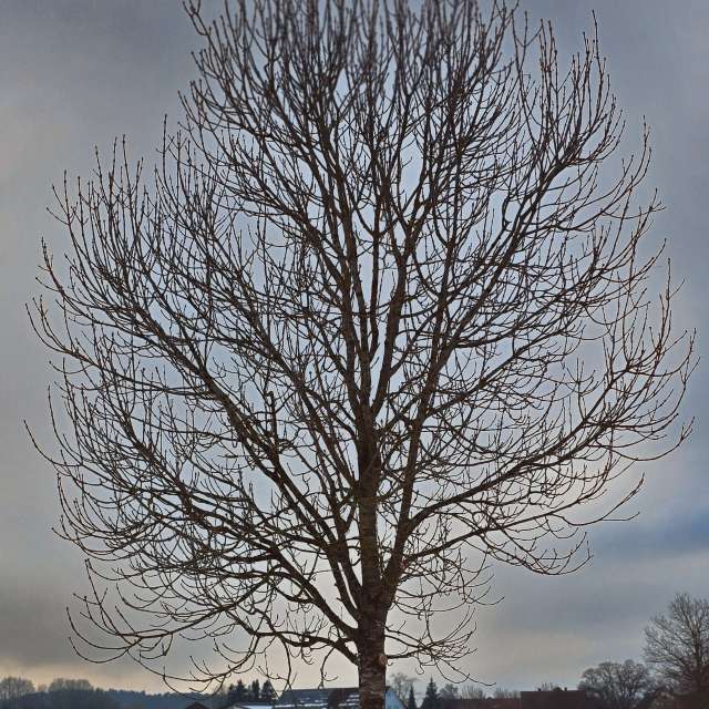 Helaの美しい写真による天気予報