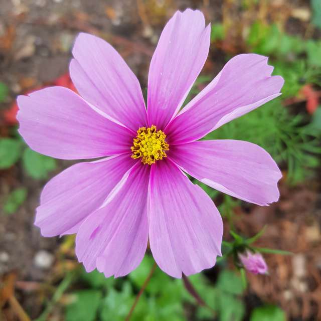 Fotos del Planta. Pronósticos del tiempo con hermosas fotos de aida-khaldi en Schaffhausen
