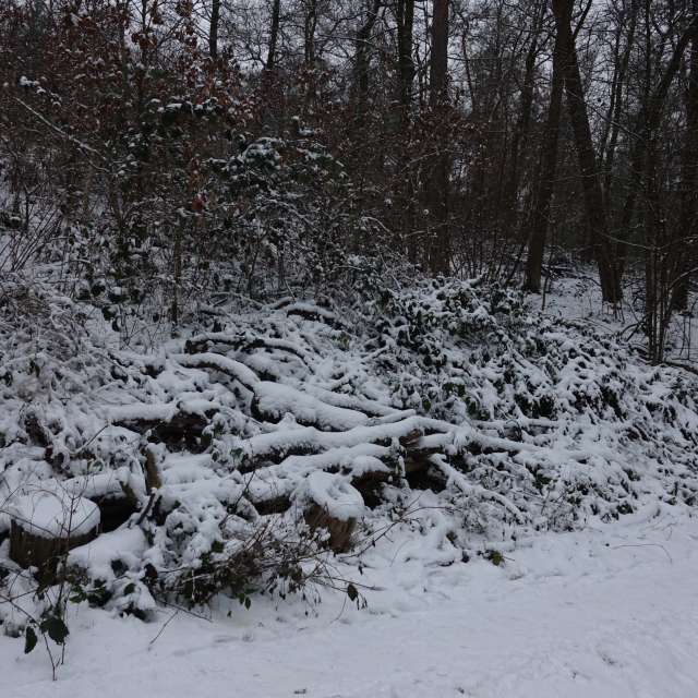 Fotos Floresta. Previsões do tempo com lindas fotos de Vasek325 em Praha 4