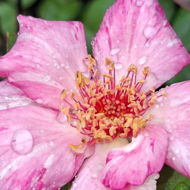 Fotos Urso. Previsões do tempo com lindas fotos de Wen-ya Huang em Kaohsiung City