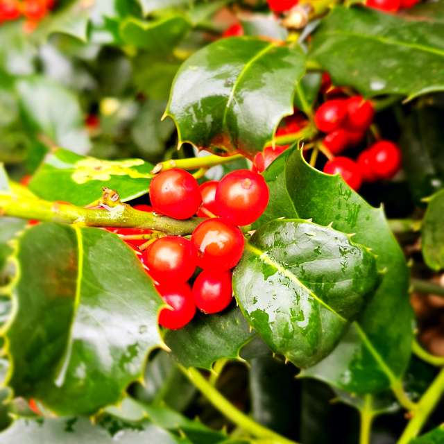 Fotos Pizza. Previsões do tempo com lindas fotos de Seni em Velbert